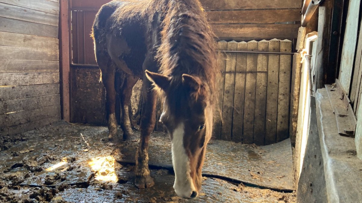 Wat de <a href="/Inspectie_LID/">Landelijke Inspectiedienst Dierenwelzijn</a> dagelijks tegenkomt is hartverscheurend: van verzwakte paarden tot honden die hun hele leven in een vies hok zitten. Dankzij onze leden en donateurs kunnen we het werk van de LID blijven ondersteunen. Zo geven we samen deze #dieren een beter leven!❤️