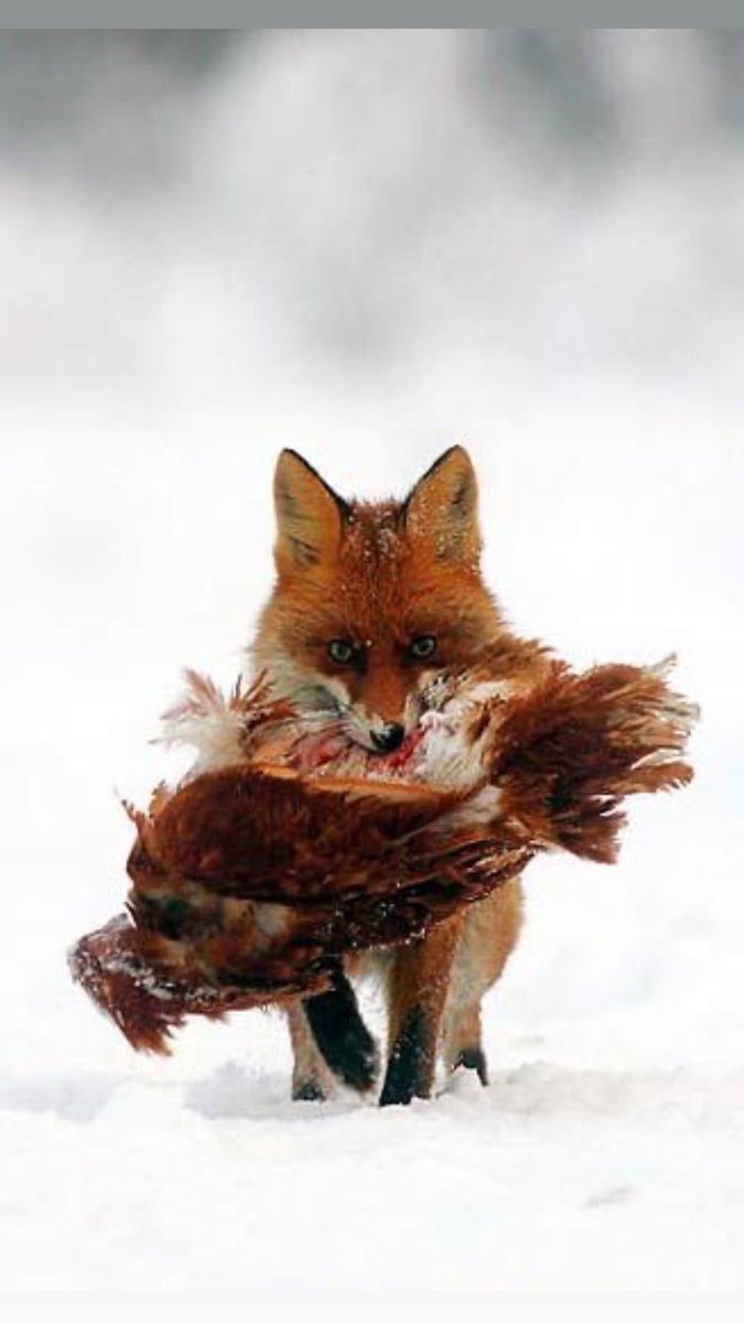 wallstrtfox🦊 tweet media