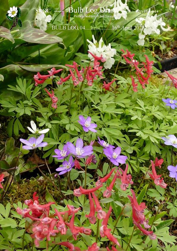 ScottishRockGC's tweet image. The garden continues to move on with a new wave of colour washing over the garden lead by the Corydalis
 - click the link for the latest #BulbLog.
srgc.net/documents/bulb…