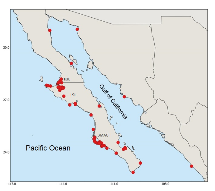 #Exclusiva 🐋 
Hasta el día de hoy, 84 ejemplares de #BallenaGris han muerto en aguas mexicanas, a donde llegaron para aparearse y tener a sus crías, tras realizar su migración anual desde Alaska, en un trayecto de más de nueve mil kilómetros.

La cifra de 2025 supera los 83