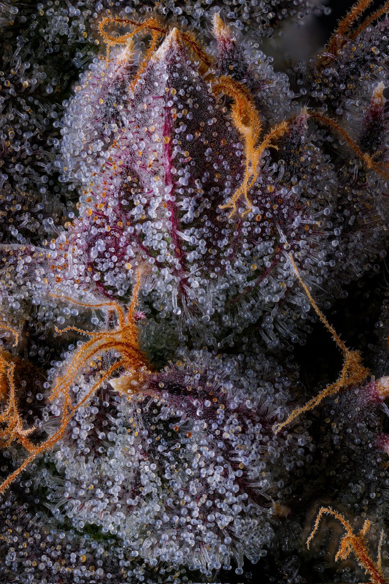 Blue Nerdz 🤓 by <a href="/ExoticLifeCHI/">Exotic Life</a> 

Seems like you only get traction on Twitter if you start talking ish..