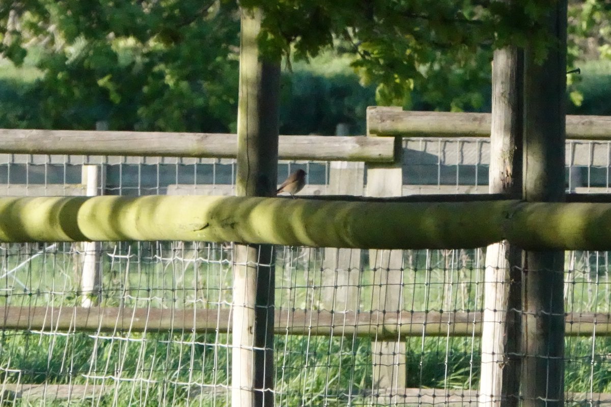John Booth (@mudchuter) on Twitter photo Female common redstart in the main paddock <a href="/mudchute/">Mudchute Park + Farm</a> farm, E14 this evening. Cracking little bird for zone 2, almost annual visitor here. Also at least two willow warblers singing nearby <a href="/monastico/">Rev Dr Monastico</a> <a href="/LondonBirdClub/">London Bird Club</a> #londonbirds Female common redstart in the main paddock <a href="/mudchute/">Mudchute Park + Farm</a> farm, E14 this evening. Cracking little bird for zone 2, almost annual visitor here. Also at least two willow warblers singing nearby <a href="/monastico/">Rev Dr Monastico</a> <a href="/LondonBirdClub/">London Bird Club</a> #londonbirds