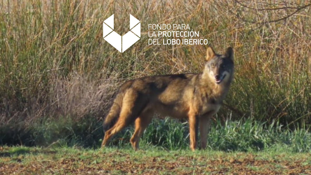Lanzamos un fondo ciudadano para defender al lobo ibérico.
El Congreso ha eliminado su protección, abriendo así la puerta a su caza. Es un retroceso grave.
Responderemos con acciones legales, divulgación y presión social.
🌐 fondolobo.org
#DefiendeAlLobo  #ProtegeAlLobo