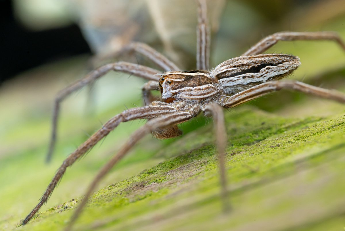 TimothyJonas's tweet image. Just a few of the spiders encountered on a late night walk earlier this week. @BritishSpiders