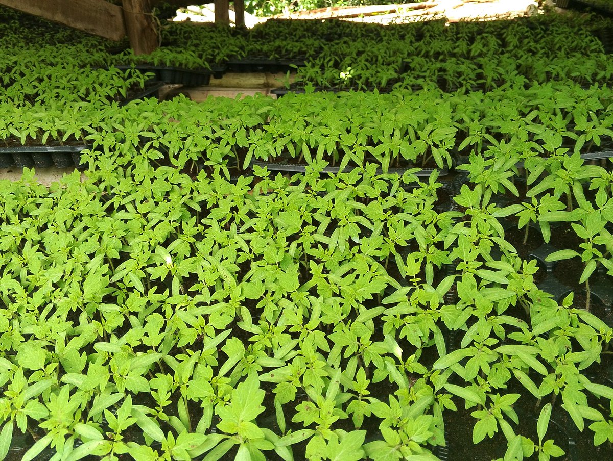 Muri <a href="/Duhinge1/">DUHINGE ISHIMWE COMPANY Ltd</a> ikorera hagati ya <a href="/kimironkosecto6/">Kimironko Sector</a> na <a href="/SectorKinyinya/">Kinyinya Sector</a> <a href="/Gasabo_District/">Gasabo District</a> <a href="/CityofKigali/">City of Kigali</a> tugiye gutangire gutera inyanya. <a href="/eSoko_Minagri/">eSoKo-MINAGRI</a> <a href="/aeerwanda/">AEE RWANDA</a> <a href="/YATERAOrganiza1/">YATERA Agri-Eco Tourism</a> <a href="/yallayallagroup/">Yalla Yalla Group</a> <a href="/RwandAgriExport/">NAEB</a> <a href="/RwandaAgriBoard/">Rwanda Agriculture & Animal Resources Devpt Board</a> <a href="/RwandaAgri/">Ministry of Agriculture & Animal Resources |Rwanda</a> Imihigo irakomeje.