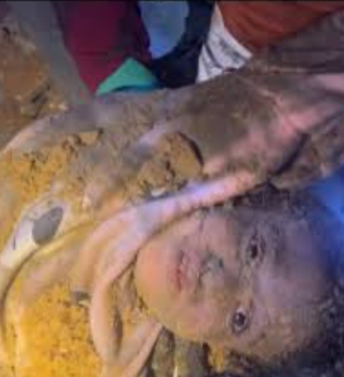 أغرد لأجل #غزة وأرفض الصمت أمام الإبادة 
انضموا لحملة التغريدة 
#اوقفوا_الابادة