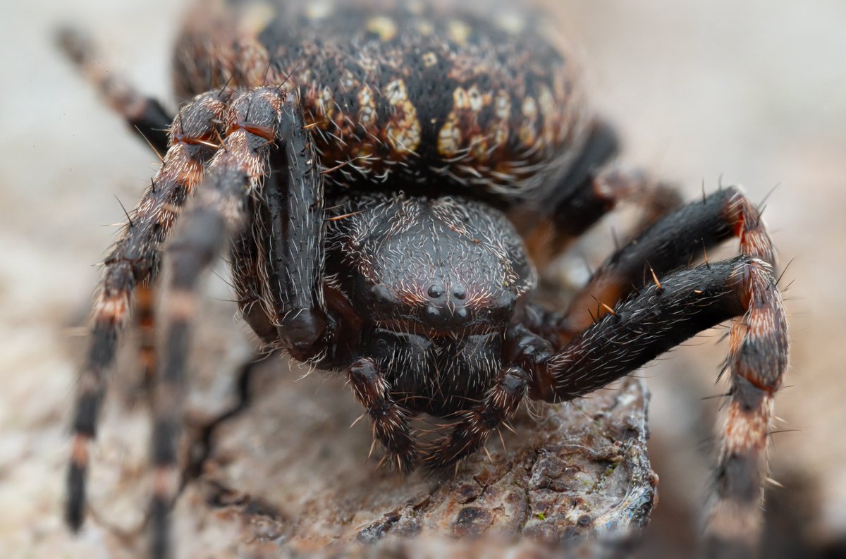 TimothyJonas's tweet image. Just a few of the spiders encountered on a late night walk earlier this week. @BritishSpiders