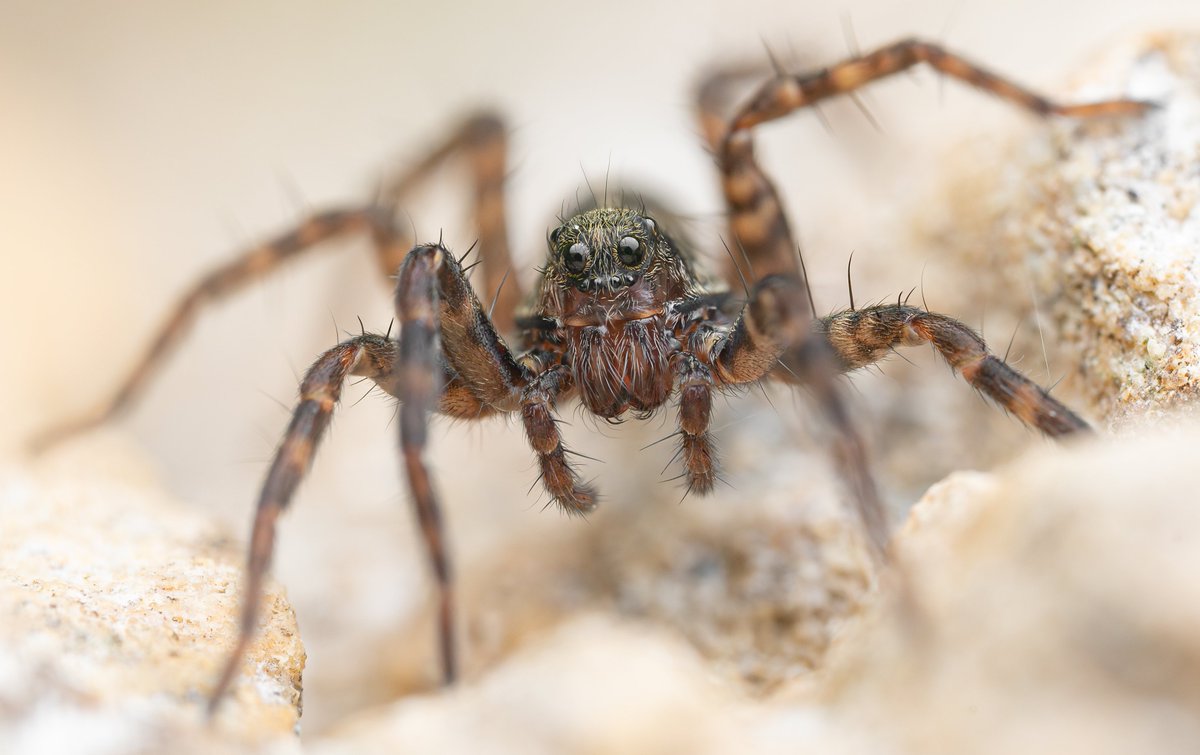 TimothyJonas's tweet image. Just a few of the spiders encountered on a late night walk earlier this week. @BritishSpiders