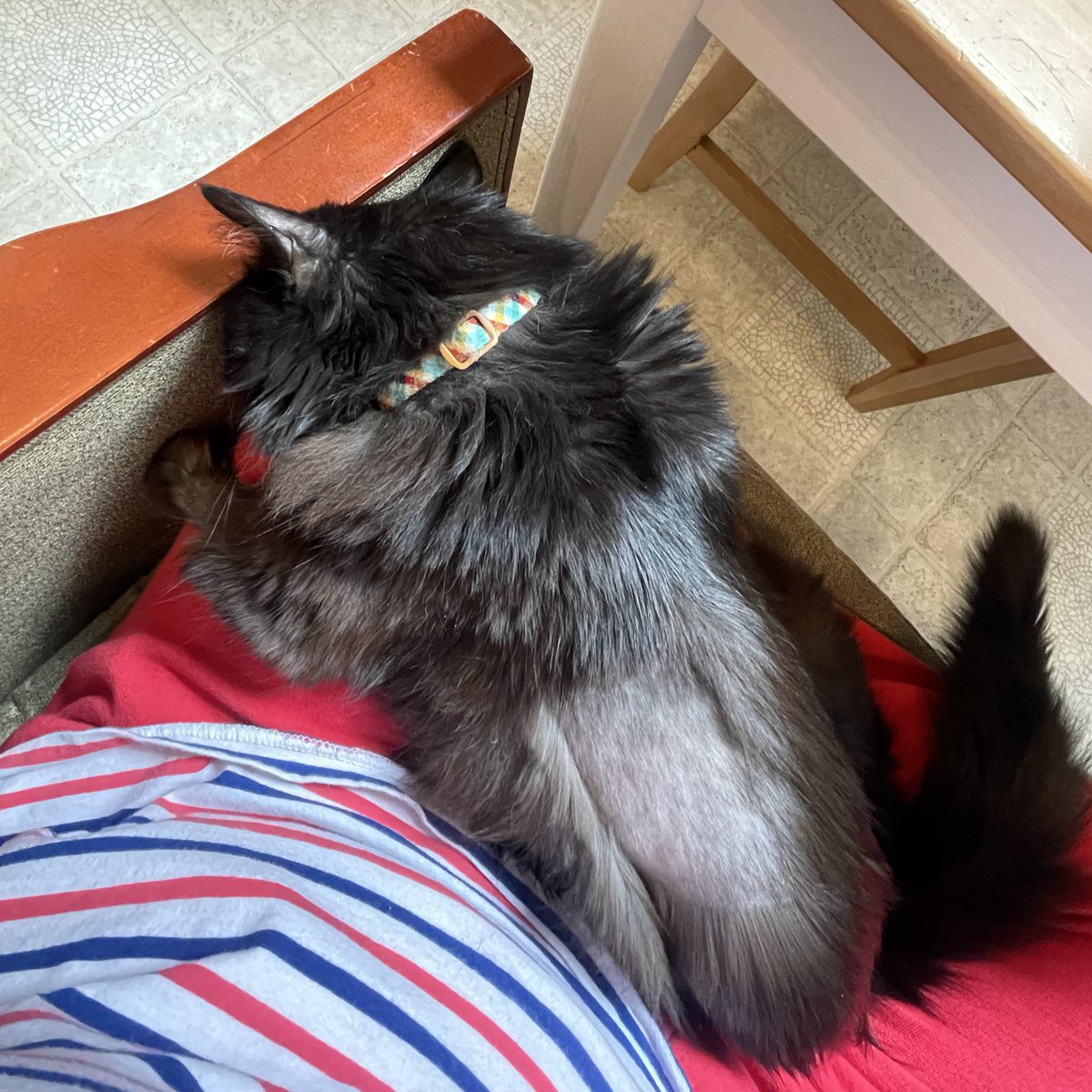 she’s full-on sulking in my lap because i wouldn’t share a waffle with her