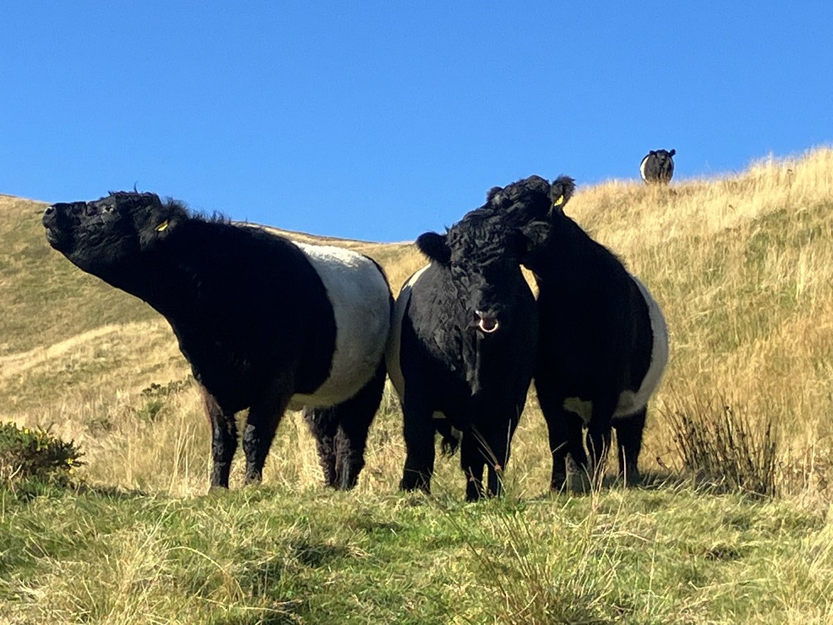 Andrea Meanwell tweet media