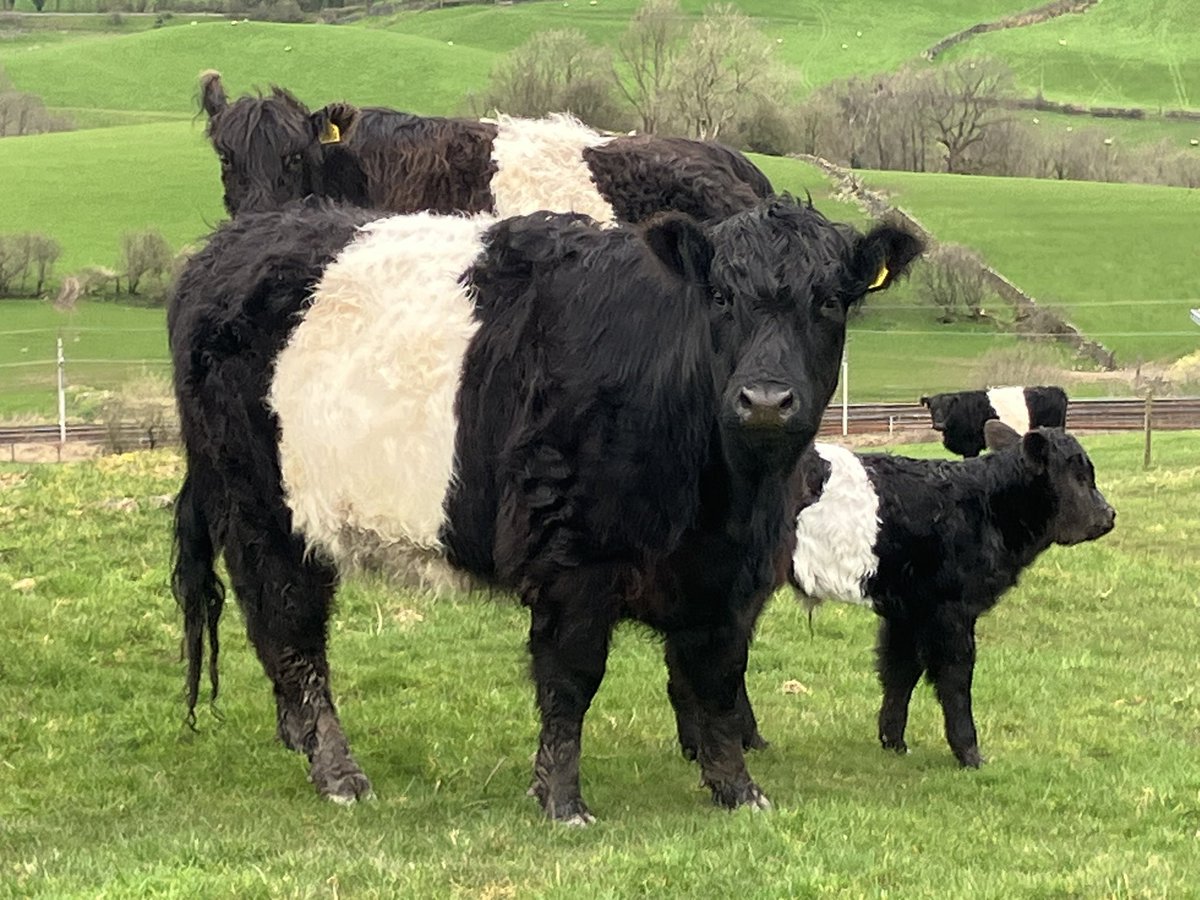 I know you won’t all agree, and that’s fine, but after nearly 20 years of farming the role of our farm has become clearer to me recently 

1. To produce a healthy ecosystem providing clean water, thriving plants and wildlife, great soil health and microbial cycle including fungi,