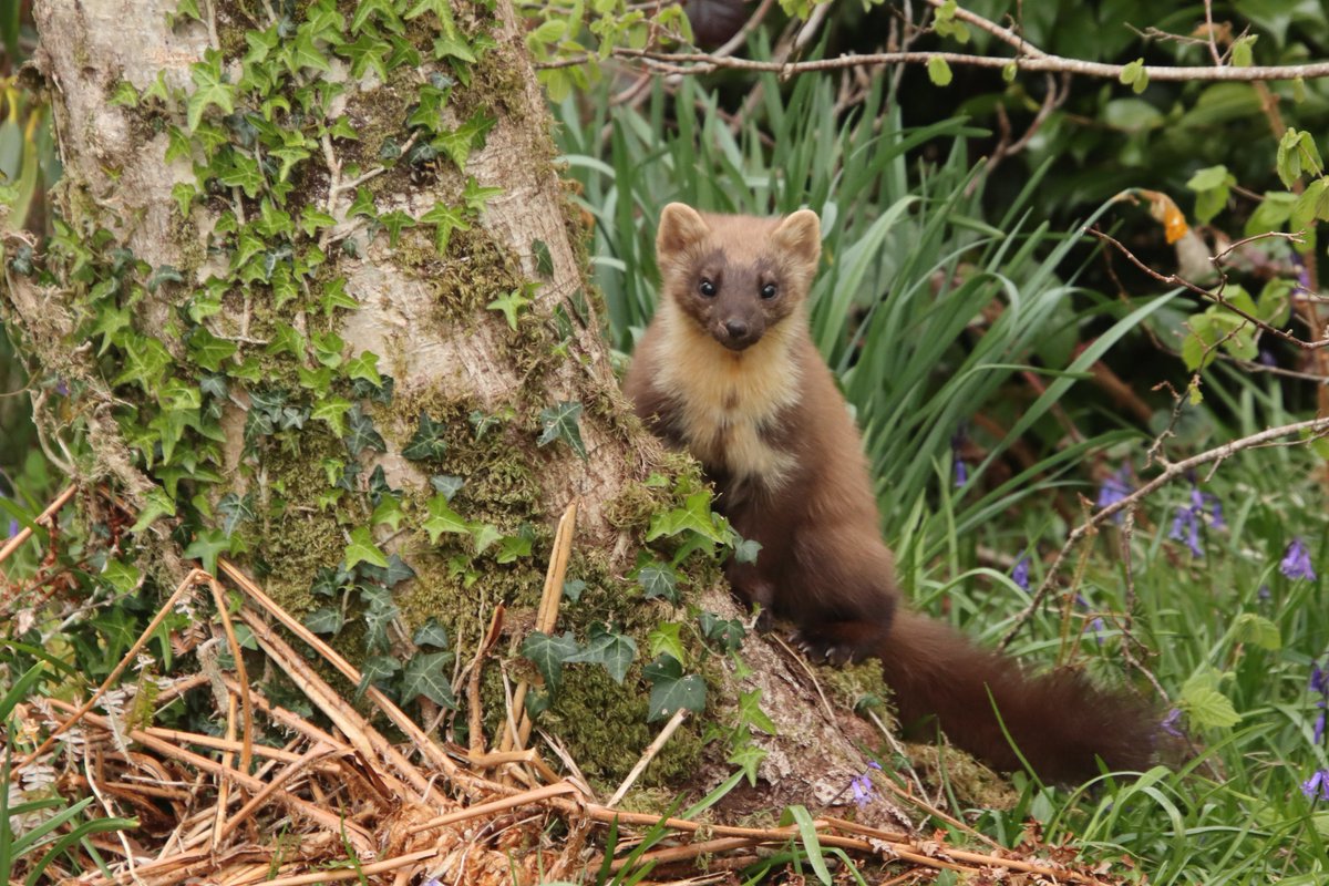 More peekaboo Pine Martens

We love this time of year in #Drimnin, some days it almost feels like you're tripping over Pine Martens. We suspect this one had been raiding the squirrel feeder.
#wildlifeholidays #wildlifephotography NatureScot
