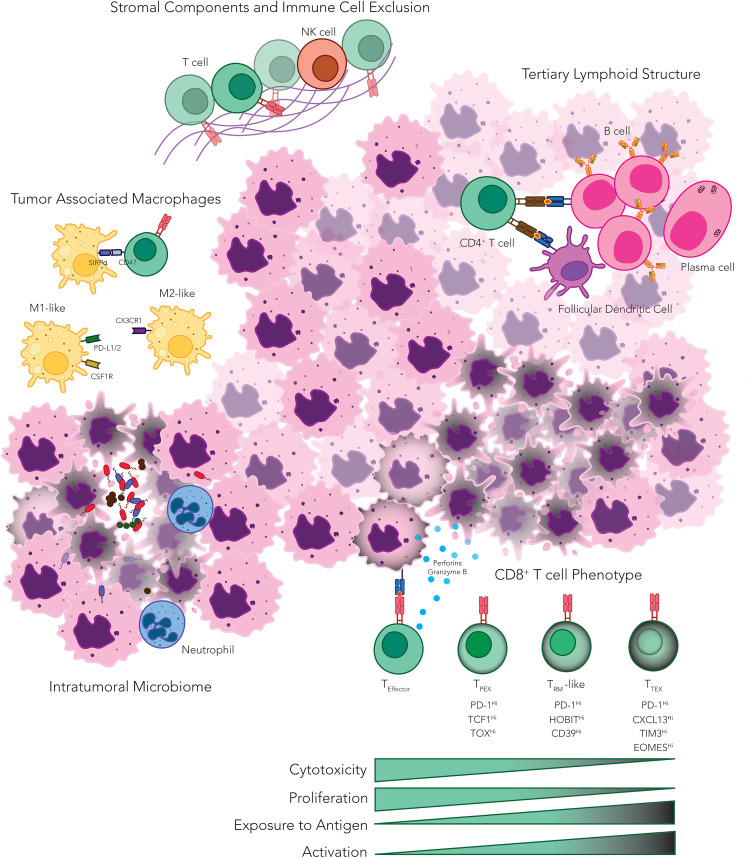 Cancer_Cell's tweet photo. Navigating established and emerging biomarkers for immune checkpoint inhibitor therapy https://t.co/0N1e7m0VBo https://t.co/aROTf0bEAT