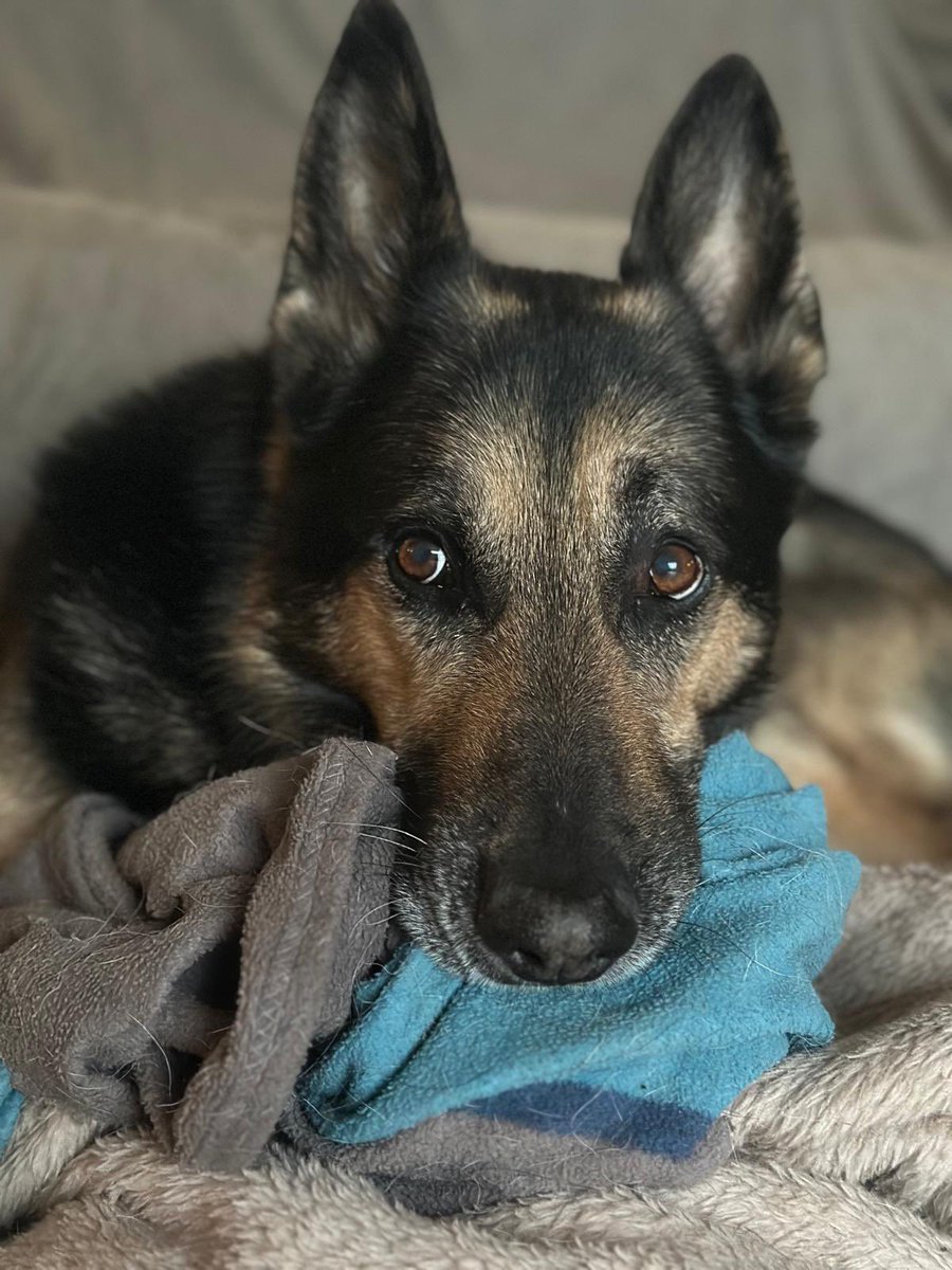 RPDQuest's tweet image. Dad says I’m still an elite killing machine 🐾❤️🐾 lol #retiredpolicedog #GermanShepherd #dogs