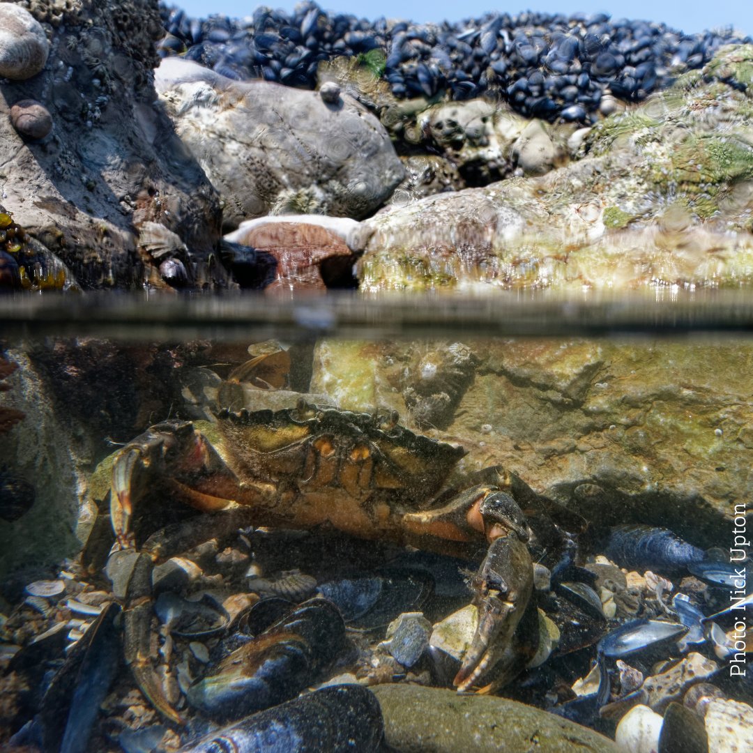 Come along to Redcar Beach and Holy Island this weekend to help us to survey wildlife along the coast 🦀 

Sign up or find out more about our upcoming shore searches below 👇

durhamwt.com/events/2025-04…

durhamwt.com/events/2025-04…