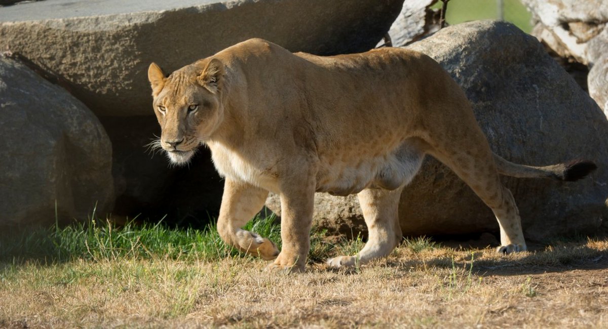 LnsTgersandBrs's tweet photo. Help us make #WildintheCountry unforgettable!
Donate 2 bottles of 91+ rated wine or scratch-off tickets for our Instant Wine Cellar & Scratcher Tree. All donations help support our rescued animals!
Drop off by April 25 at the kiosk or volunteer station. π https://t.co/9kRe1BM4hw