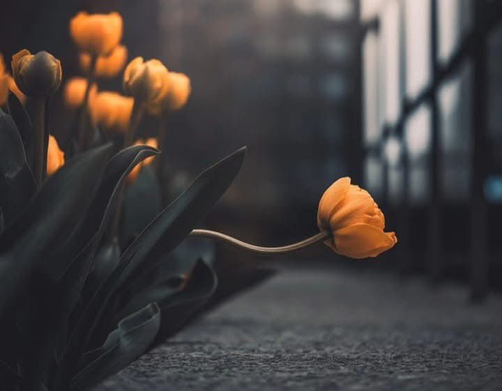 |

En hakiki düşmanlarımız
kalbimizde yaşayan şu üç şeydir..

HIRS
HASET
KISKANÇLIK..

~ Abdülkadir Geylâni Hz.