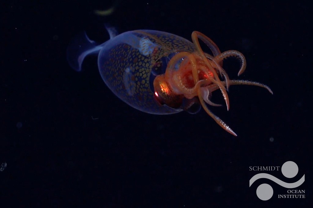 AntarcticaSouth's tweet photo. 🦑On the 100th anniversary of its discovery, the colossal squid has finally been seen alive in the wild! @SchmidtOcean filmed the first confirmed footage of Mesonychoteuthis hamiltoni nearly 2,000 ft deep off the South Sandwich Islands. 
🎥ROV SuBastian / Schmidt Ocean Institute https://t.co/CYSjqLcqHR