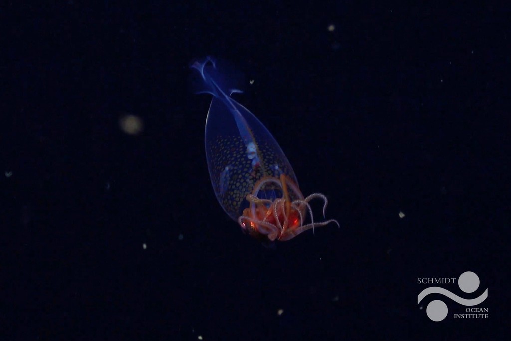 AntarcticaSouth's tweet photo. 🦑On the 100th anniversary of its discovery, the colossal squid has finally been seen alive in the wild! @SchmidtOcean filmed the first confirmed footage of Mesonychoteuthis hamiltoni nearly 2,000 ft deep off the South Sandwich Islands. 
🎥ROV SuBastian / Schmidt Ocean Institute https://t.co/CYSjqLcqHR