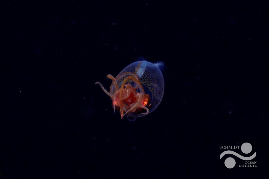🦑On the 100th anniversary of its discovery, the colossal squid has finally been seen alive in the wild! <a href="/SchmidtOcean/">Schmidt Ocean</a> filmed the first confirmed footage of Mesonychoteuthis hamiltoni nearly 2,000 ft deep off the South Sandwich Islands. 
🎥ROV SuBastian / Schmidt Ocean Institute