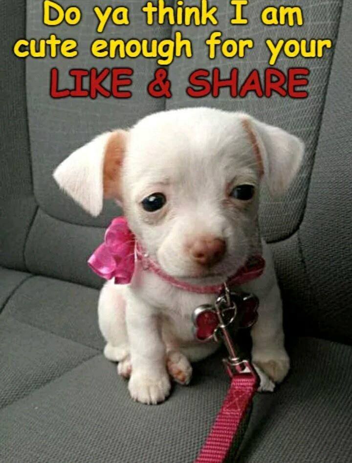 Beyond The Leash (@beyond_theleash) on Twitter photo 