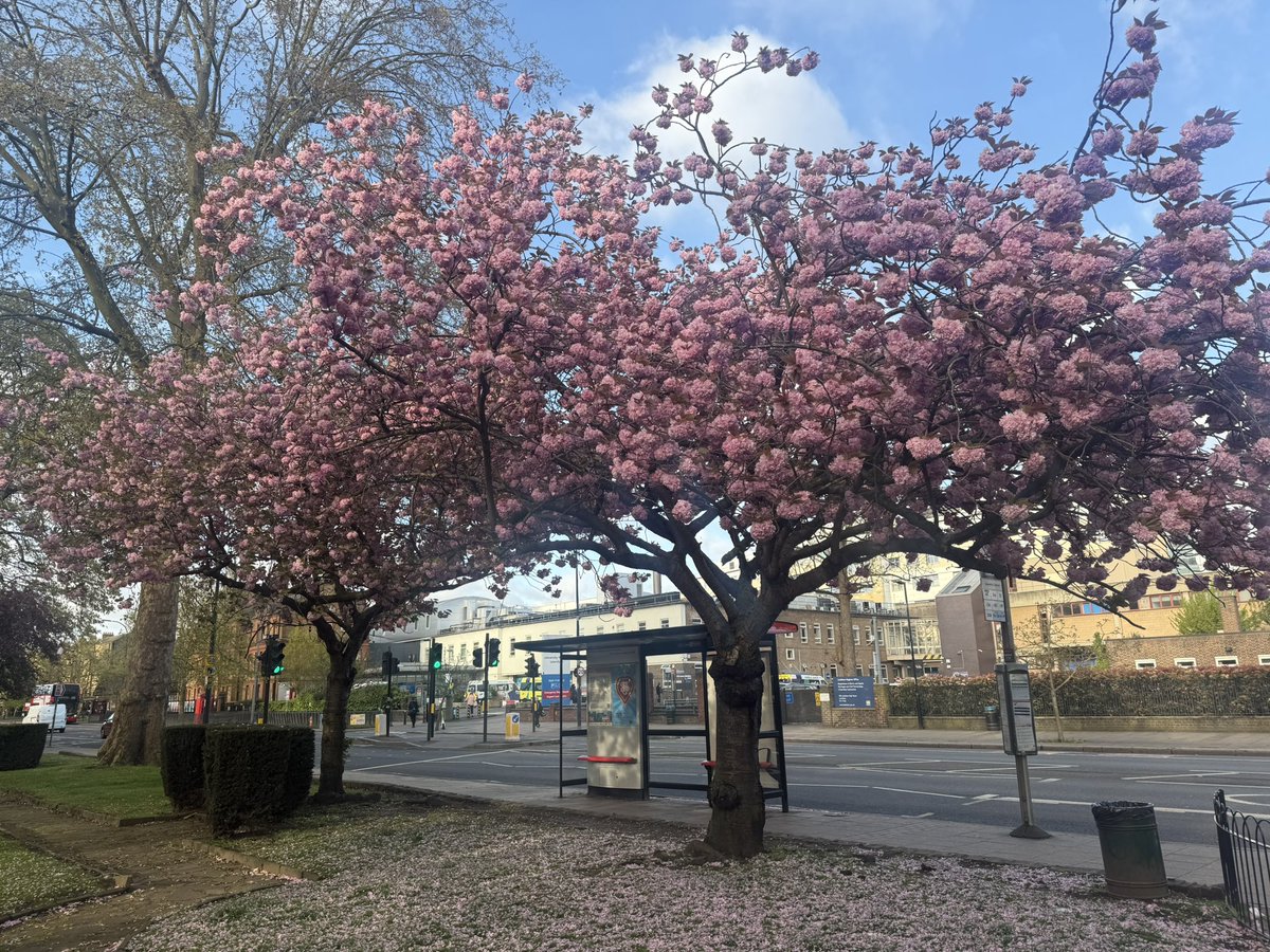 The beaming faces say it all. Another fantastic cohort completed through the <a href="/LGT_CA/">LGTclinicalacademy</a> ! Building on their experience, they’ve deepened their knowledge, sharpened their skills, and grown in confidence to enhance patient safety. #PatientSafety #RightSkills #HumanFactors <a href="/LG_NHS/">Lewisham and Greenwich NHS Trust</a>