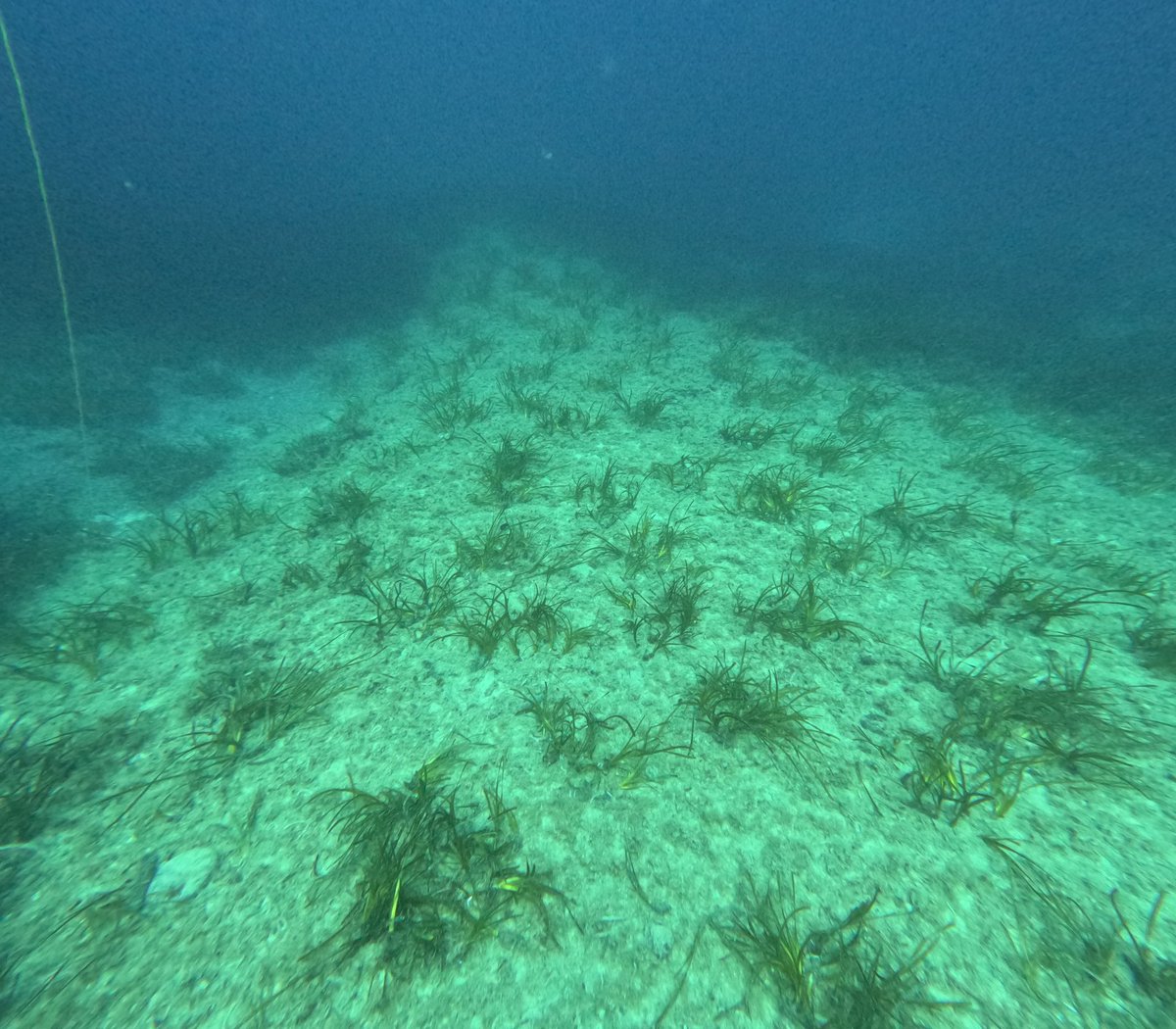 Artemis Interreg Euro-MED (@med_artemis) on Twitter photo Mission accomplished✔️ 2000 #seagrass cuttings were planted off the Northen Coast of Sardinia in degraded areas in our Pilot site #MPA #CapoTesta
While etablishing the value of Posidonia segrass meadows, we restore. With <a href="/Gov4Nature/">Natural Heritage</a> and MEDSEA foundation Mission accomplished✔️ 2000 #seagrass cuttings were planted off the Northen Coast of Sardinia in degraded areas in our Pilot site #MPA #CapoTesta
While etablishing the value of Posidonia segrass meadows, we restore. With <a href="/Gov4Nature/">Natural Heritage</a> and MEDSEA foundation