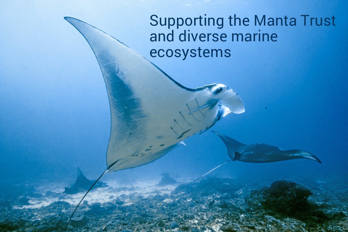 Our third charity of 2025 is The Manta Trust who are working towards a sustainable future for the oceans where manta rays and their relatives thrive in healthy, diverse marine ecosystems. These beautiful &amp; elegant creatures are a true natural treasure to be cherished.
#mantatrust