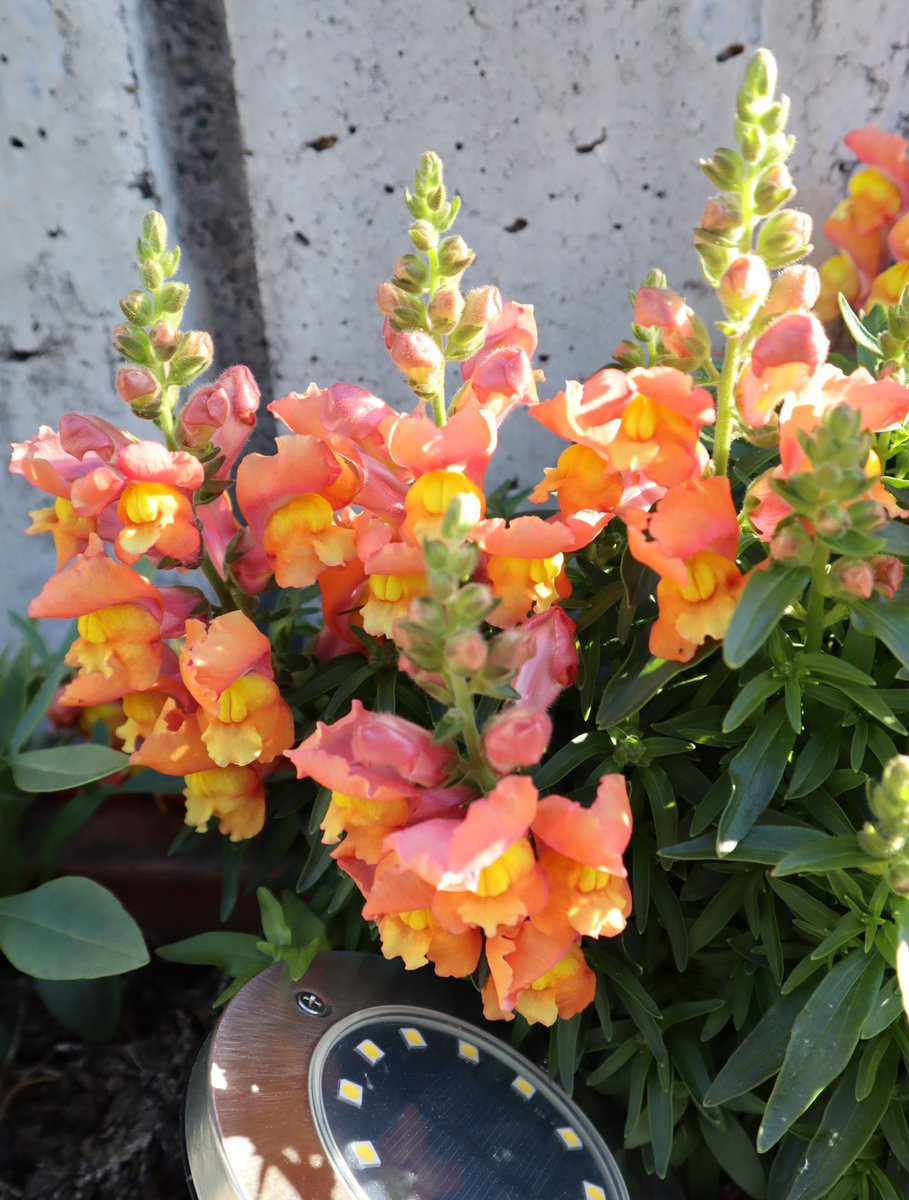 おはようございます😊🌿
くちをパクパクさせながら
大胆不敵に現れる
オレンジ色の金魚草は
「対人運」「良縁運」
暑さ寒さに
強く生き抜き
たくましく
いろんな花色の金魚草
風水にいかがでしょう🙃🌿
皆様が今日も笑顔たくさんの
素敵な一日になりますように...
#Snapdragon #金魚草