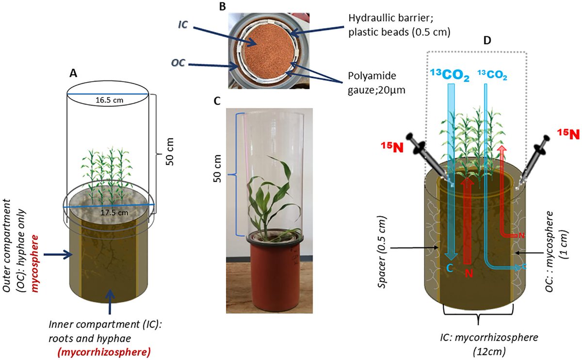 Michaela A. Dippold (@michaeladippold) on Twitter photo #AMF are phenomenal: #Sorghum switches on its #mycorrhiza to mobilize and transport #nitrogen to the #root by enhancing AMF carbon supply, BUT only under #drought stress in low-fertile tropical #soils. <a href="/MuneneRozi/">Rozy Munene</a>, <a href="/MutezAhmed/">Mutez Ali Ahmed</a>, <a href="/KevinMganga/">Kevin Z. Mganga 🌾</a>, <a href="/Callum_LabTue/">Callum</a> frontiersin.org/articles/10.33… #AMF are phenomenal: #Sorghum switches on its #mycorrhiza to mobilize and transport #nitrogen to the #root by enhancing AMF carbon supply, BUT only under #drought stress in low-fertile tropical #soils. <a href="/MuneneRozi/">Rozy Munene</a>, <a href="/MutezAhmed/">Mutez Ali Ahmed</a>, <a href="/KevinMganga/">Kevin Z. Mganga 🌾</a>, <a href="/Callum_LabTue/">Callum</a> frontiersin.org/articles/10.33…