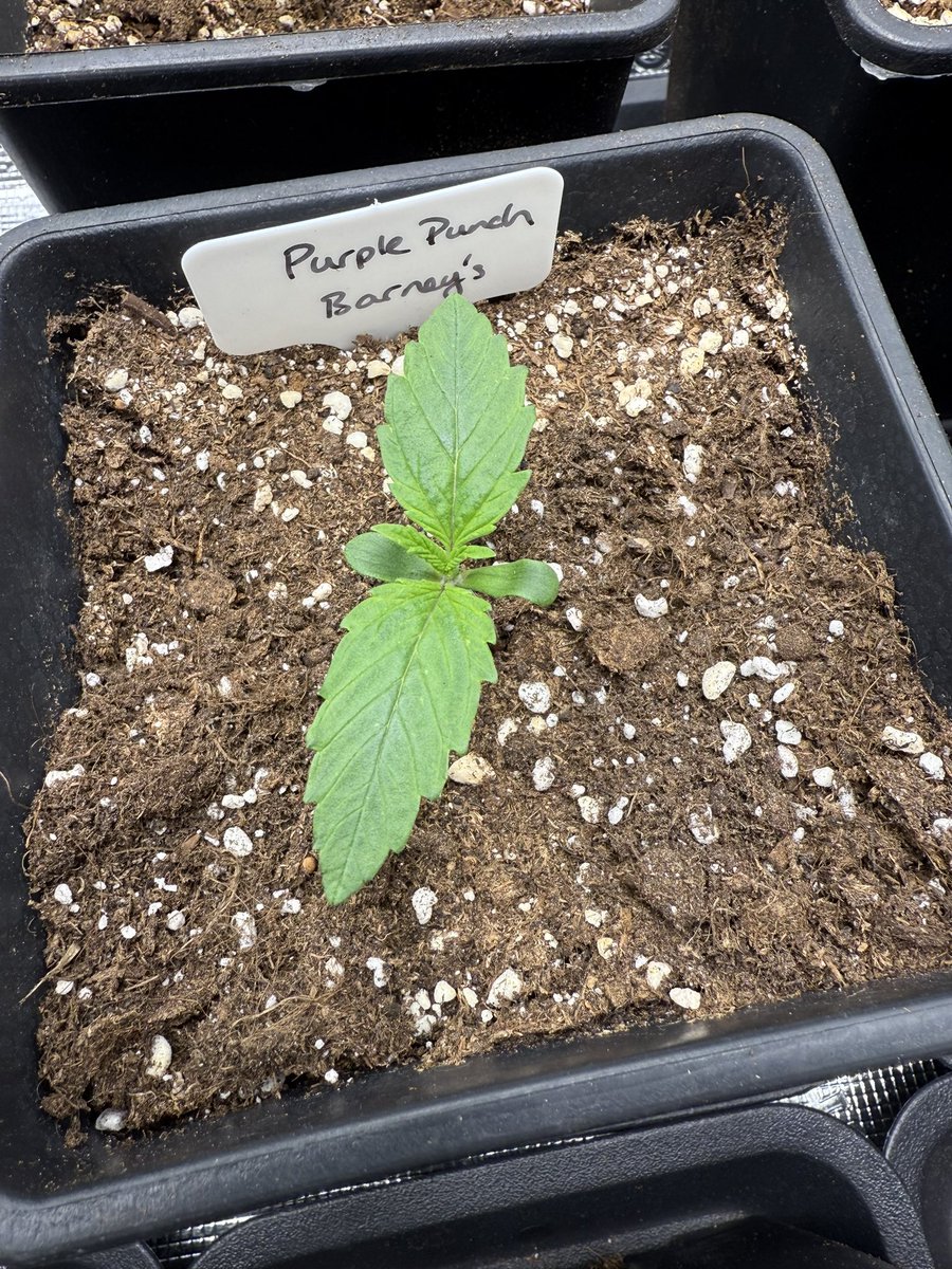 Pineapple Express and Purple Punch both from <a href="/BarneysAms/">Barney's Farm</a> are leading the pack as far as initial growth.

These girls are on day 7 right now and will probably head on outside in about 2 weeks and they will then stay there (pending any potential frost in May) for the rest of their