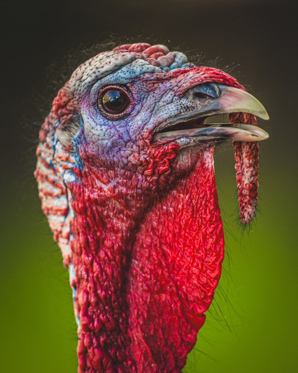 WeemsPhoto's tweet photo. Wild Turkey taken in Oregon.

#wildlifephotography #wildlife #turkey https://t.co/cQj2zDwBOG