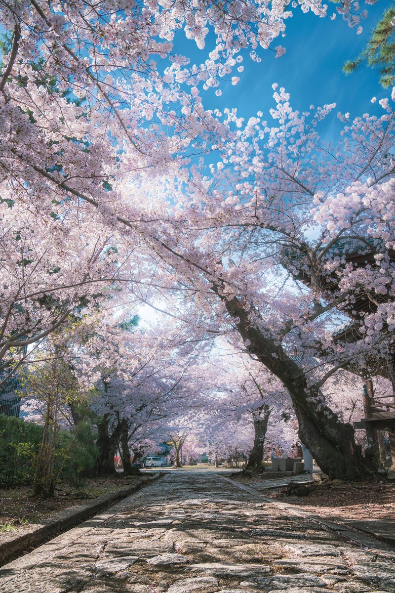 japanvistamedia's tweet photo. Kyoto, Japan. 🌸 https://t.co/kh5KupuePL