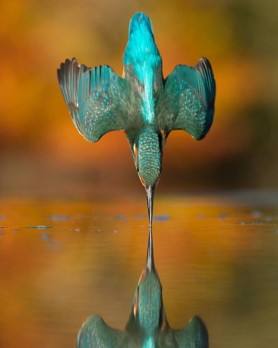 AMAZlNGNATURE's tweet photo. It took 6 years, 4200 hours and 720,000 photos for wildlife  photographer Alan McFadyen to get this perfect shot of a Kingfisher diving straight into the water without a single splash. https://t.co/h6OE14YJXK