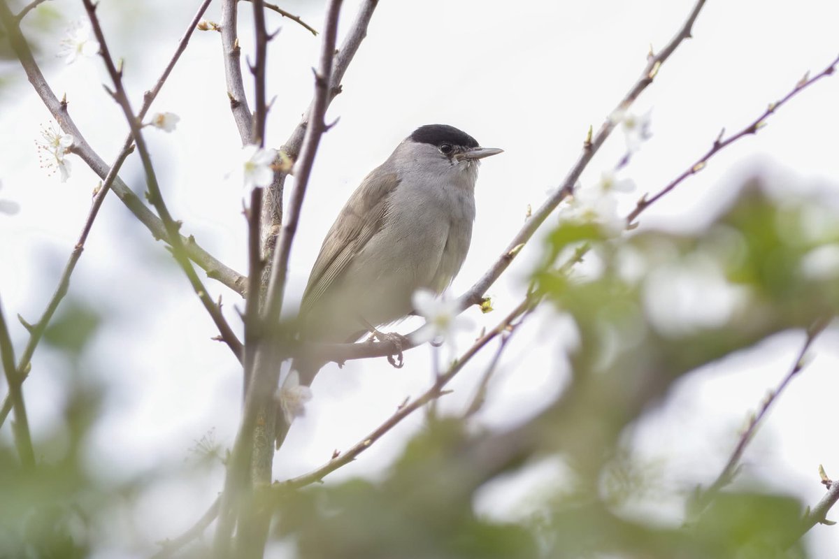 Gareth Bowes (@garbo69) on Twitter photo Blackcaps at Rainton Meadows yesterday. <a href="/teesbirds1/">teesbirds</a> <a href="/teesmouthbc/">Teesmouth Bird Club</a> <a href="/DurhamBirdClub/">Durham Bird Club</a> <a href="/Natures_Voice/">RSPB</a> <a href="/WildlifeMag/">BBC Wildlife</a> <a href="/BBCSpringwatch/">BBC Springwatch</a> Blackcaps at Rainton Meadows yesterday. <a href="/teesbirds1/">teesbirds</a> <a href="/teesmouthbc/">Teesmouth Bird Club</a> <a href="/DurhamBirdClub/">Durham Bird Club</a> <a href="/Natures_Voice/">RSPB</a> <a href="/WildlifeMag/">BBC Wildlife</a> <a href="/BBCSpringwatch/">BBC Springwatch</a>