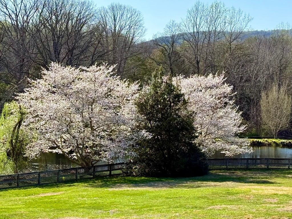 Castleton Festival tweet media