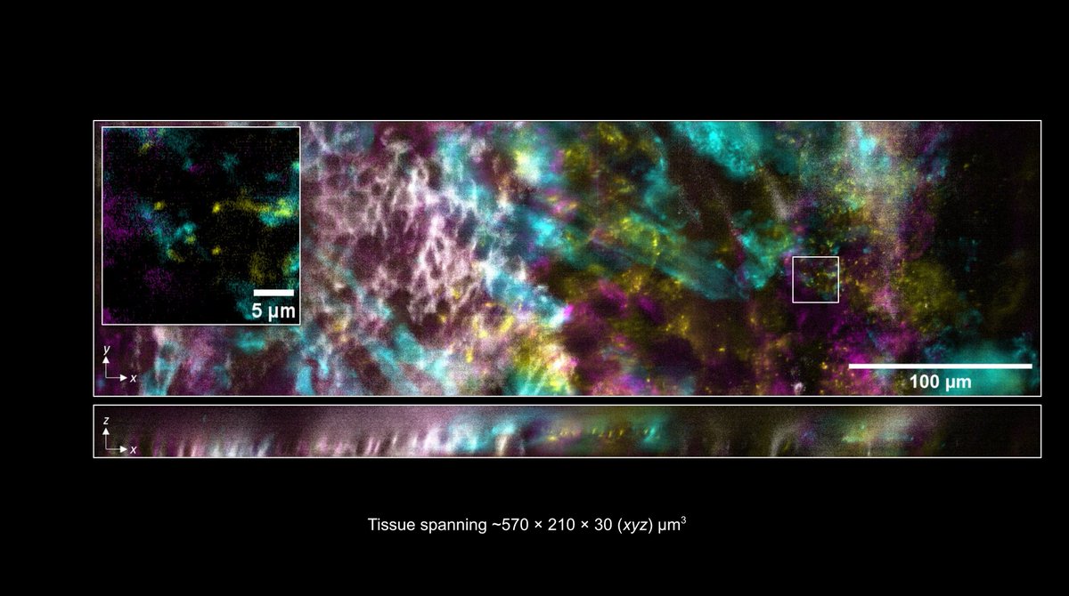 DCVC portfolio company <a href="/kanvasbio/">kanvasbio</a> has developed a new spectral lightsheet microscope that surpasses the resolution and spectral capa­bil­i­ties of the best commer­cially available instruments. 

The tool will allow the company to generate novel, proprietary data about
