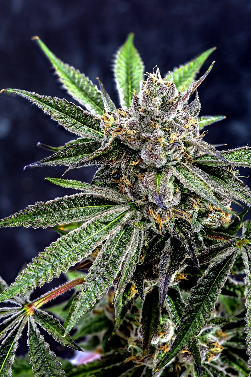 Welcome to the next level of flavor and fire. Smacks by Nameless Genetics isn’t just a strain! it’s a statement. Loud, heavy, and unforgettable.