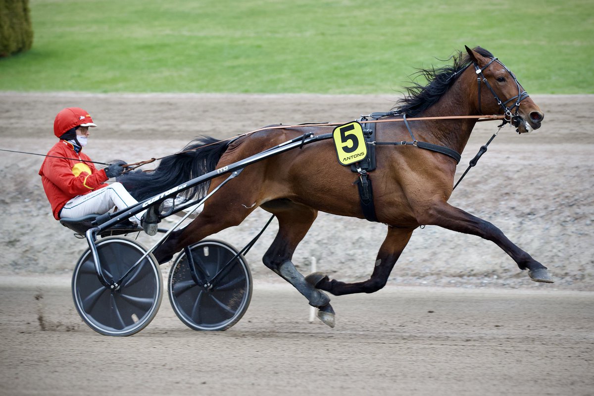 Härlig inledning på tävlingskarriären för <a href="/GreenMan1181980/">Green Manalishi 1:50.3</a> -sonen Medavoy! Debut seger på 16,4/2.140m för tränare Mattias Djuse och körande Magnus A Djuse.