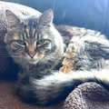 PeterAskin1's tweet photo. "Gerard" when I saw you my heart skipped a beat 
& to have you life would be complete!
If senior lovers are in #Oakland #Ca or nearby
& if they don't adopt you we'll wonder why?
They shall go to the link to put in an app
& dream of having you on their lap!
🥰👏👍😺😊
https://t.co/EebALiSPRr