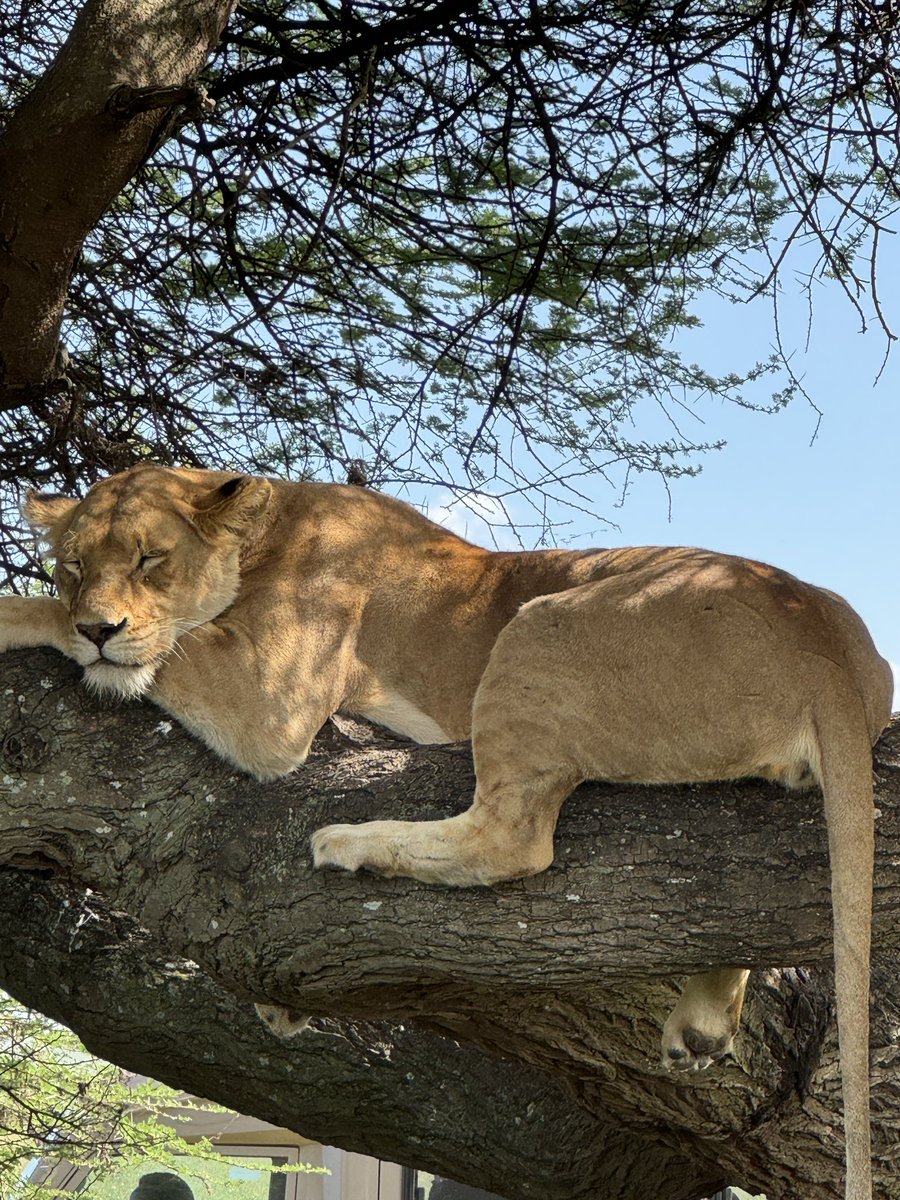 JJacky123's tweet photo. @VertigoWarrior I saw a few in #serengeti 🧡🧡🧡 https://t.co/Zhl1JWC7gd