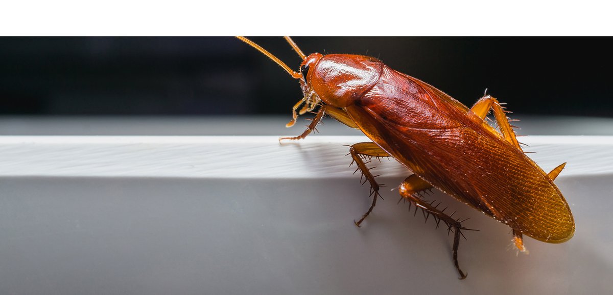 TNR Exterminators | Cockroach Exterminators  
Think you've got roaches, Visit Our Website  to Schedule an Appointment: tnrpestcontrol.com/roach-extermin…
#pestcontrol #exterminator
