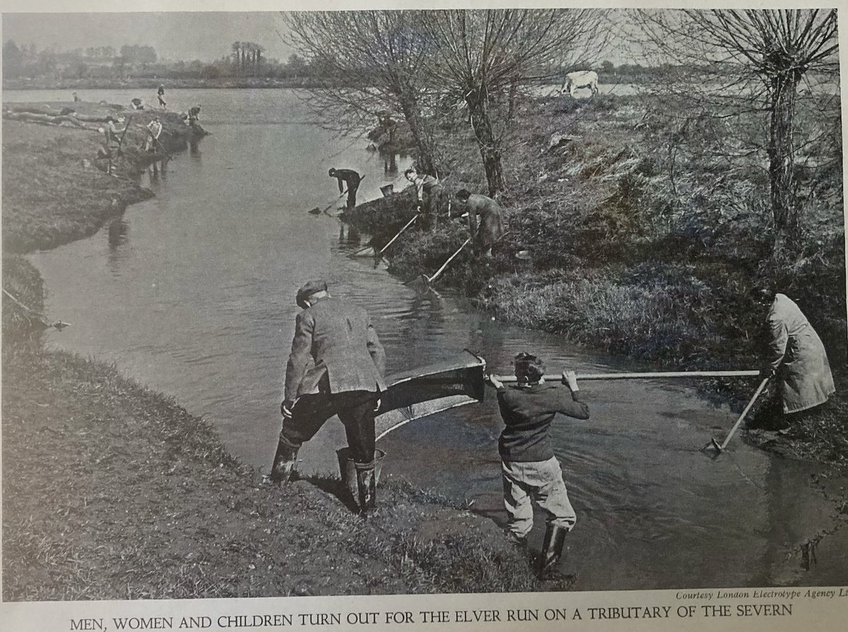 MattyH02's tweet image. A wonderful photograph kindly shared by @severnpiscator that immaculately captures the roots of elver fishing here on the #RiverSevern. Judging by the sartorial elegance on display, I reckon the photograph was taken in the 1940’s or very early 1950’s.