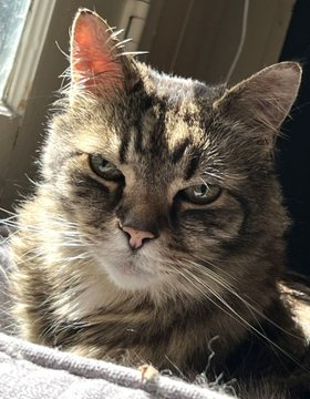 PeterAskin1's tweet photo. "Gerard" when I saw you my heart skipped a beat 
& to have you life would be complete!
If senior lovers are in #Oakland #Ca or nearby
& if they don't adopt you we'll wonder why?
They shall go to the link to put in an app
& dream of having you on their lap!
🥰👏👍😺😊
https://t.co/EebALiSPRr