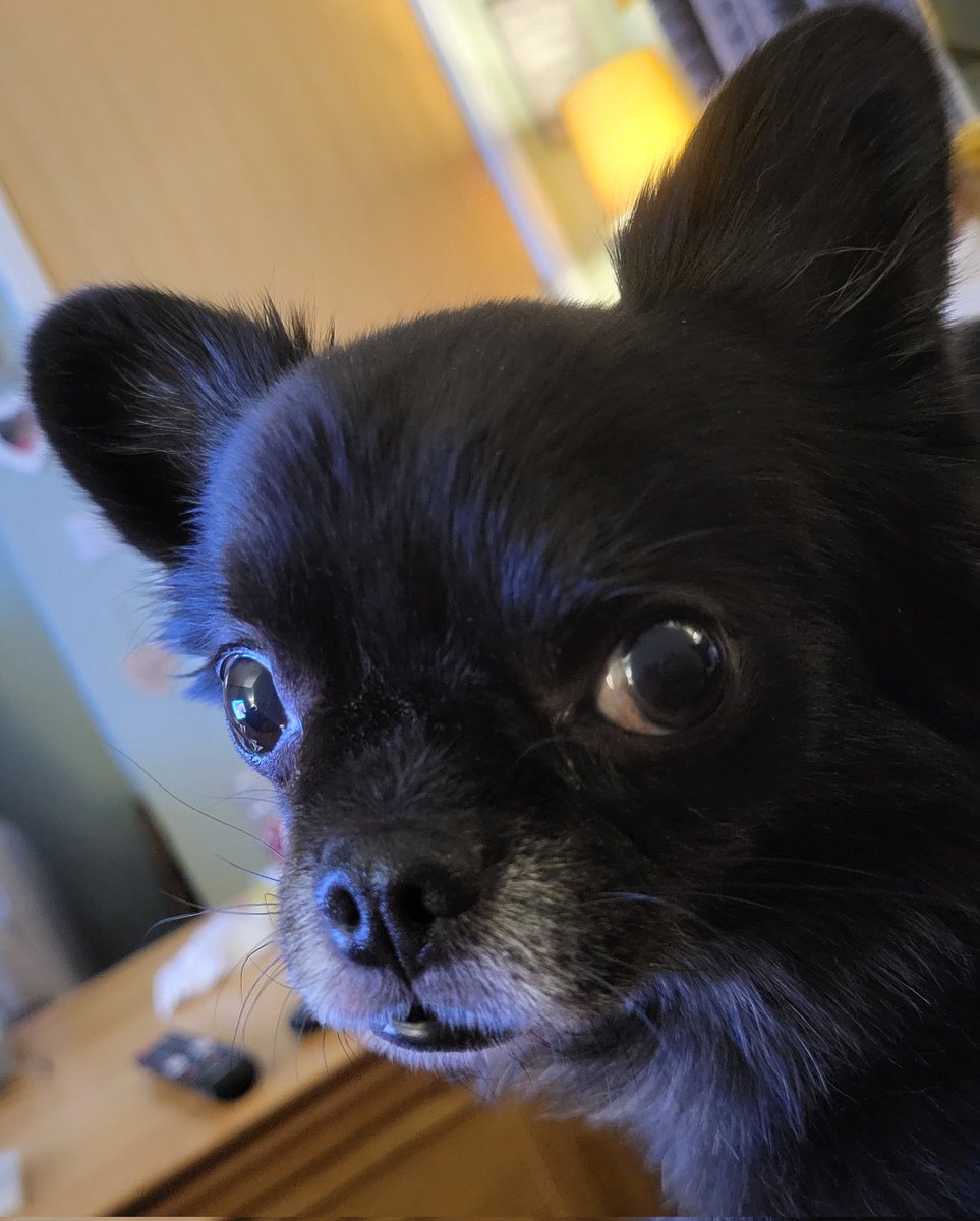 He will sit like this and make noises like Scooby-Doo until I cuddle him.