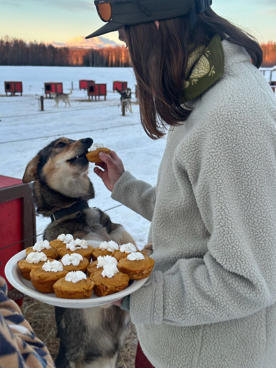 Doggie cupcakes 🧁 for the rookie of the year teammates! 🐕

When the team made it back to the dog lot and had time to rest post Iditarod, we a fresh batch of dog friendly cupcakes to celebrate all of the hard work done on the trail! 🐕❤️

#musher #PuppyPower #iditarod #sleddog
