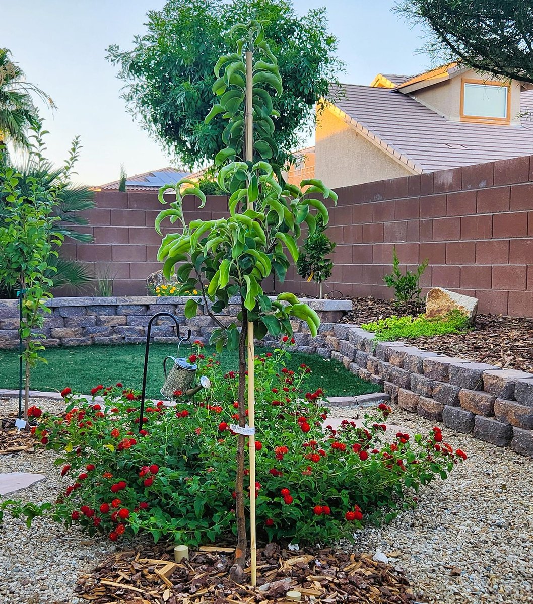 starkbros's tweet photo. "Bare-root Semi-dwarf Hosui Asian Pear tree - arrived with ready-to-plant robust root system. Planted &amp; it budded within a week. Pic provided is 3 months after planting and is growing very healthy." - Linda
.
#peartree #hosuiasianpear #asianpear #bareroot https://t.co/298bP8Qidl