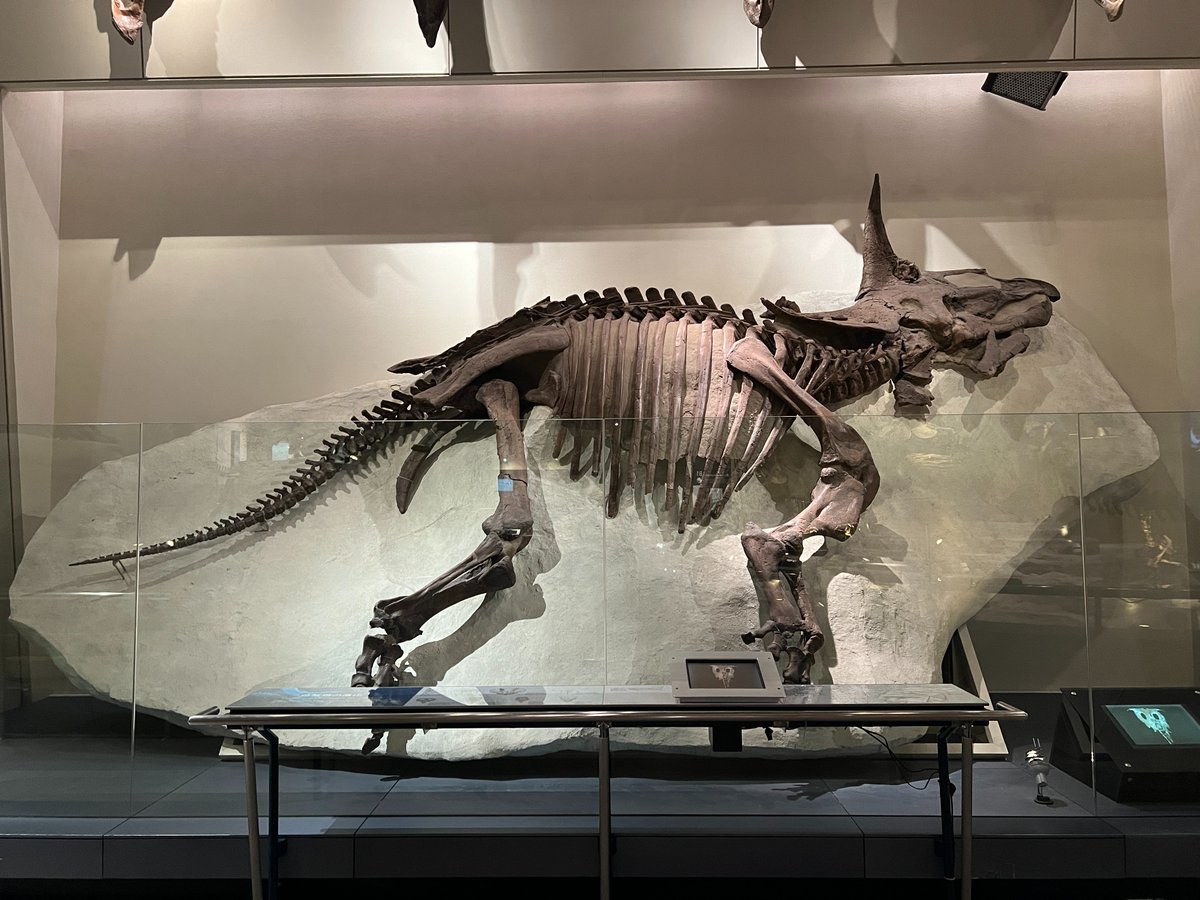 museum_kahaku's tweet photo. 🦕4月17日は #恐竜の日🦖

本日は「恐竜の日」ということで、当館自慢の地球館地下1階をご紹介✨

このフロアには恐竜の化石がたくさん展示されています！
写真2枚目のトリケラトプスはなんと実物化石で、半面まるまる繋がった状態で発掘されました！

とても貴重な標本、ぜひ実際にご覧ください💫 https://t.co/mZZqeyp0Wo