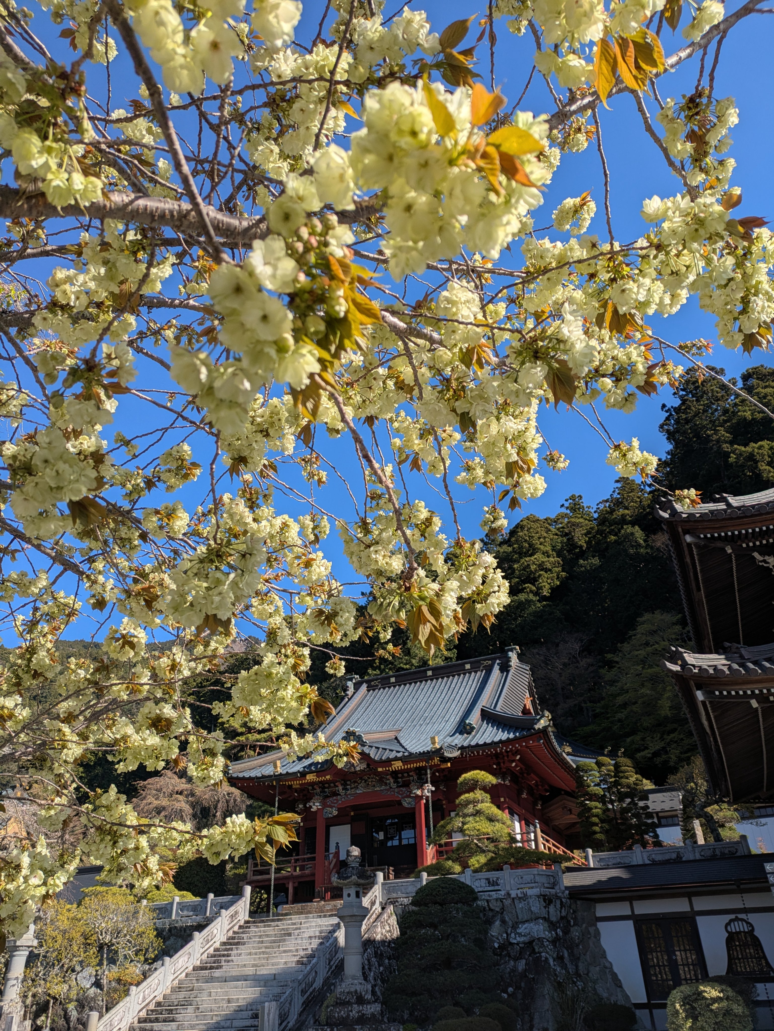 身延山久遠寺【オフィシャル】 (@kuonjiofficial) / X 身延山久遠寺【オフィシャル】 (@kuonjiofficial) / X