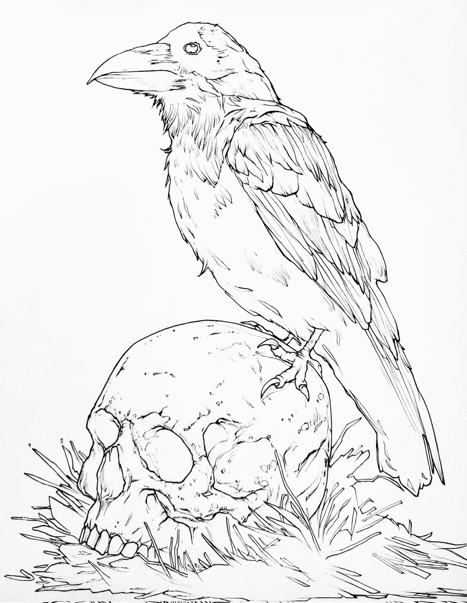 Raven on Skull- ink with graphite (commission)